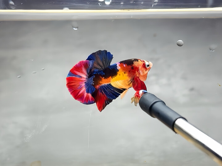 Nemo galaxy