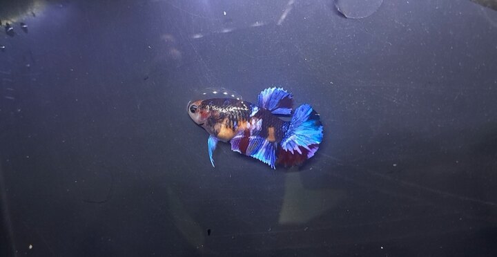 Black Nemo