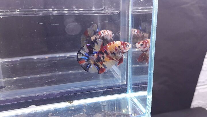 Nemo Multicolor