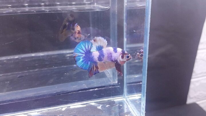 Nemo Candy