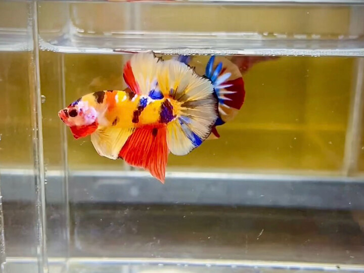 Koi nemo
