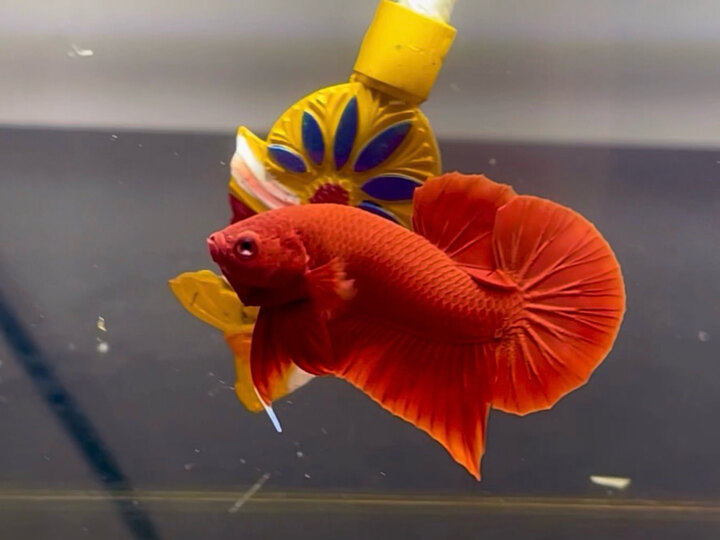 Super red