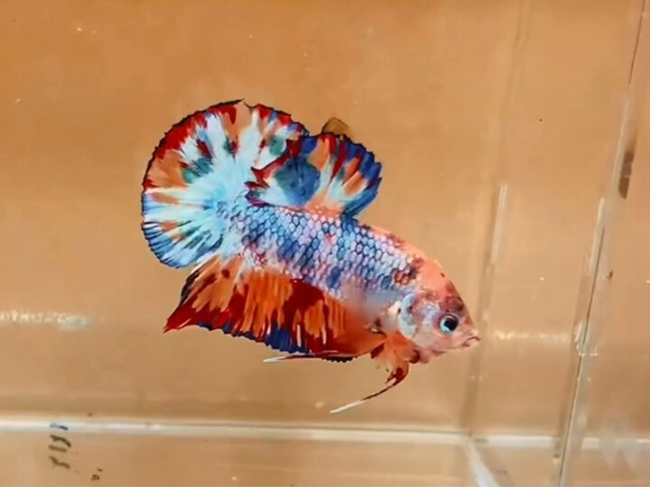 Koi metalic