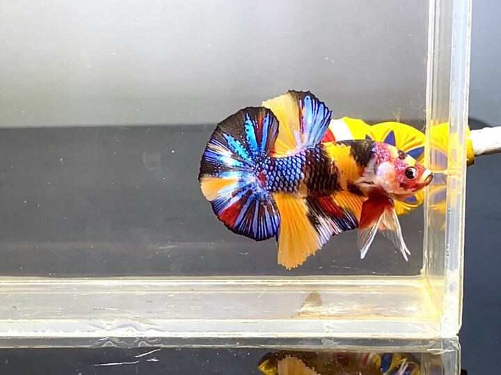 Koi multi metalic