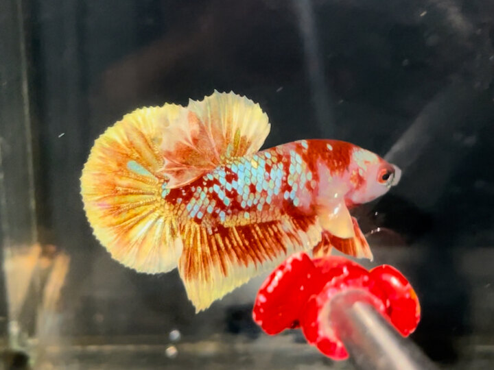 Red Gold