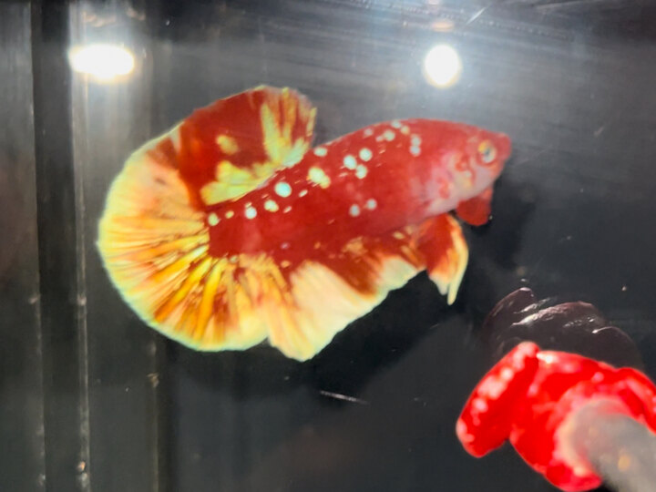 Red Gold