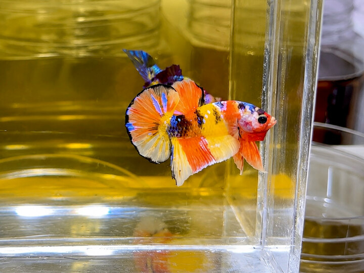 Koi nemo 🧡💛🖤