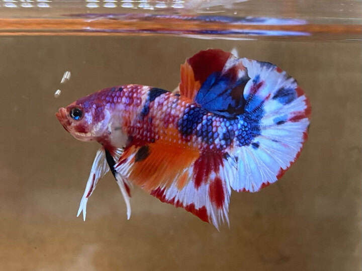 Nemo candy