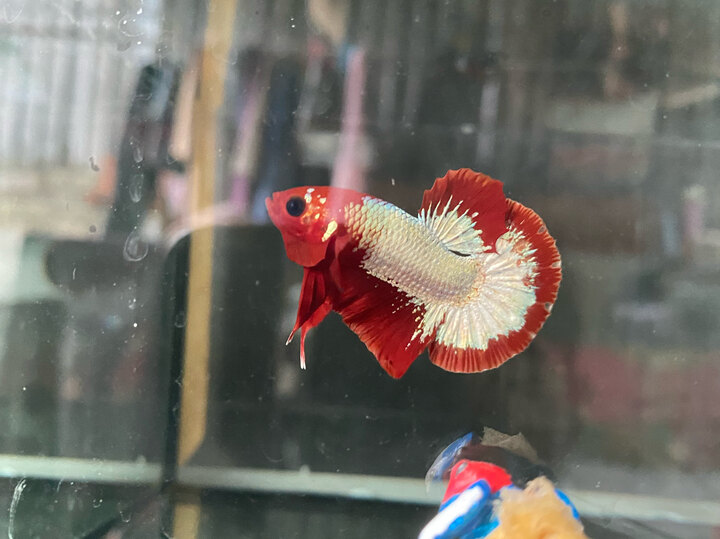 REDFCCP