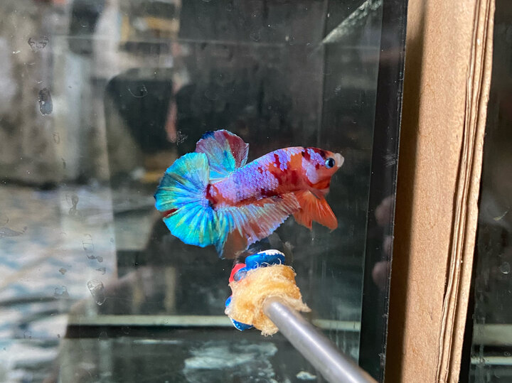 nemo