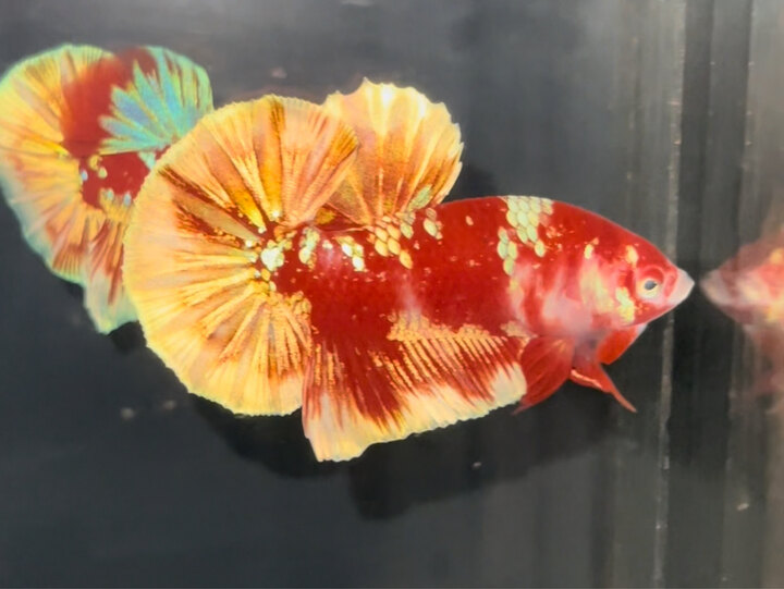 Red Gold