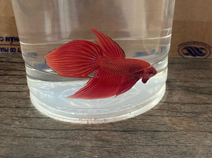 Splenden red