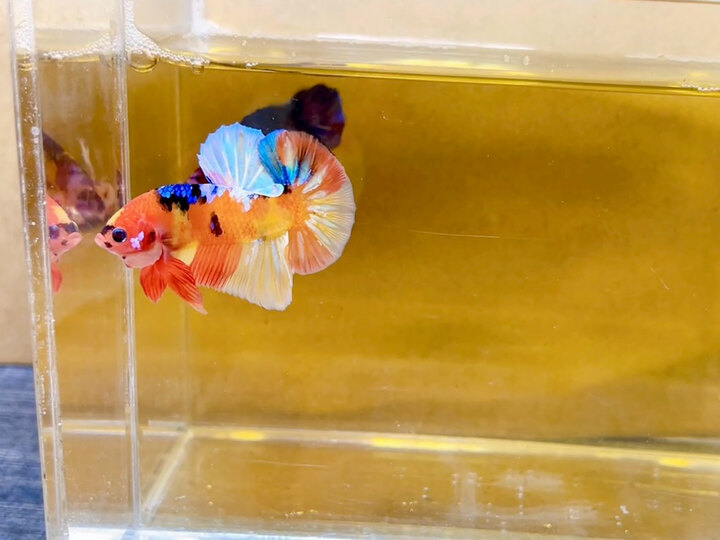 Nemo