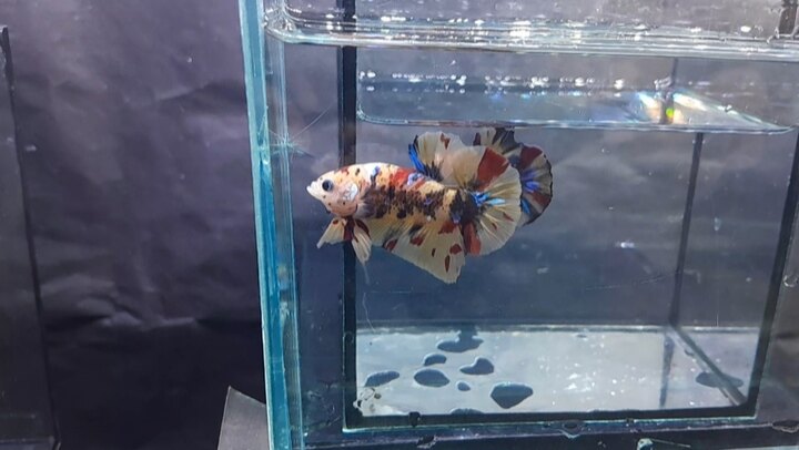 Nemo Multicolor