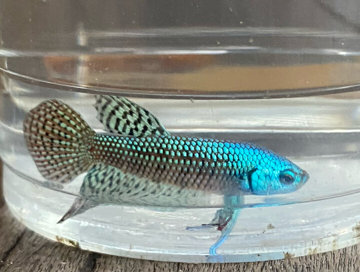 Ailen  lúa chỉ 60k