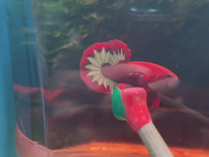 6 Trống Red Fancy