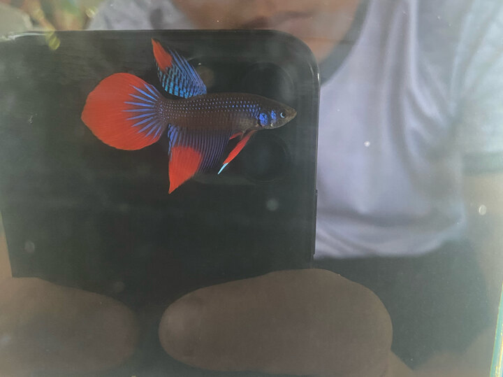 Cá lỏ 🥹