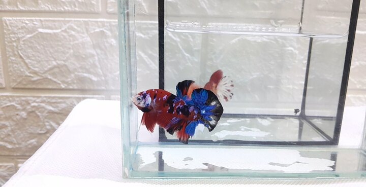 Nemo