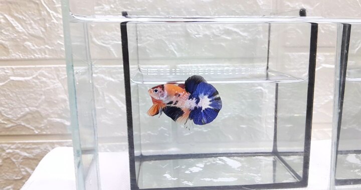 Nemo