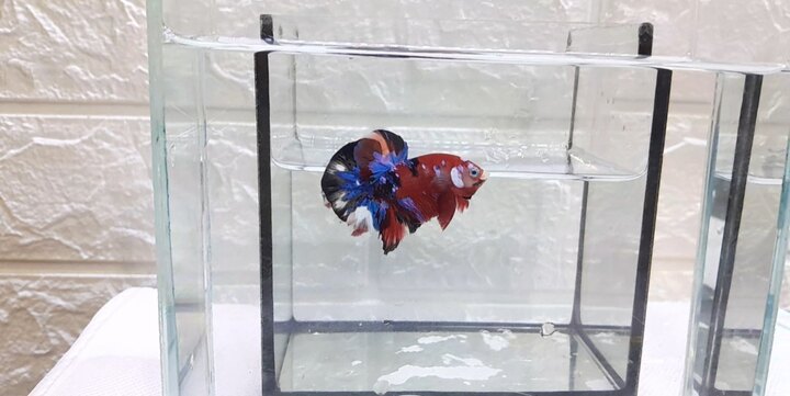 NEMO