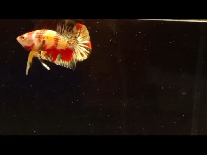 Nemo metalic copper nền vàng