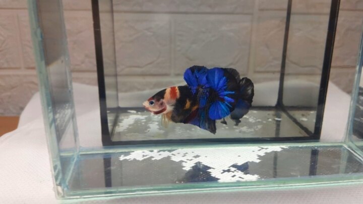 Black Nemo