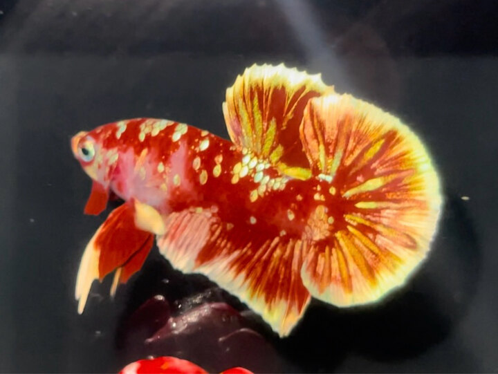 Red Gold