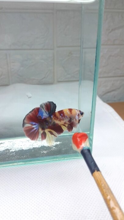 Nemo Galaxy