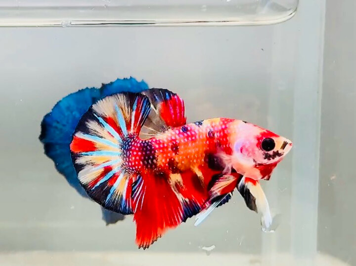 Đa sắc chất lượng