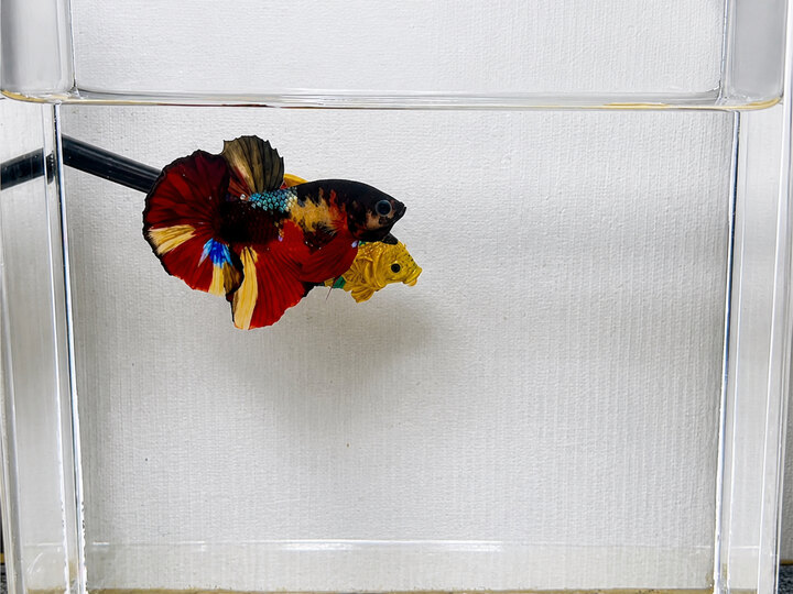 Koi nemo