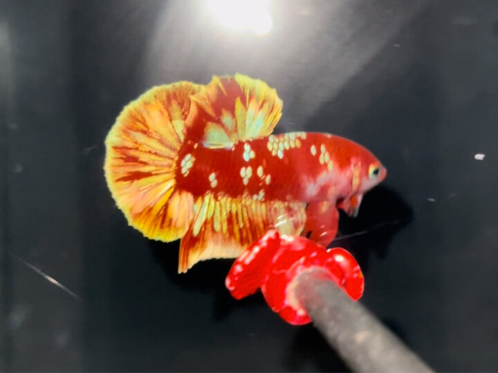 Red Gold