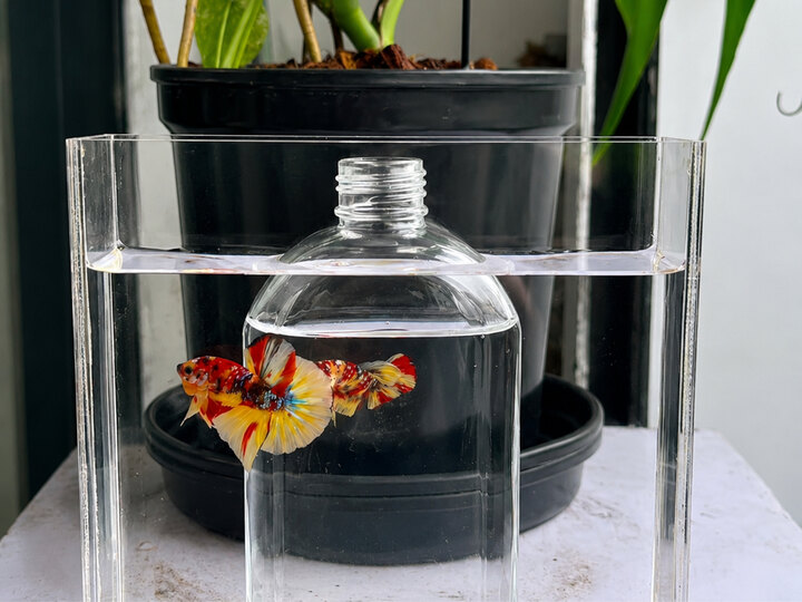 Koi nemo