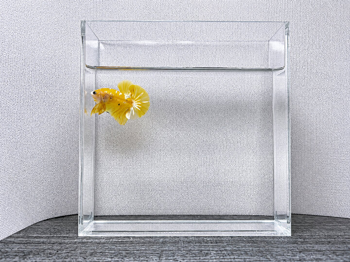 Koi yellow