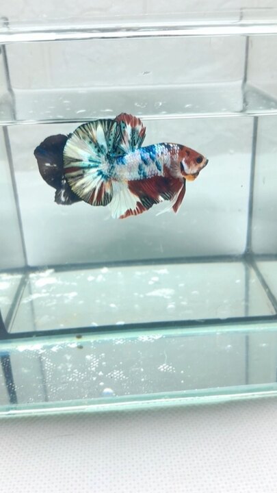 Nemo Copper