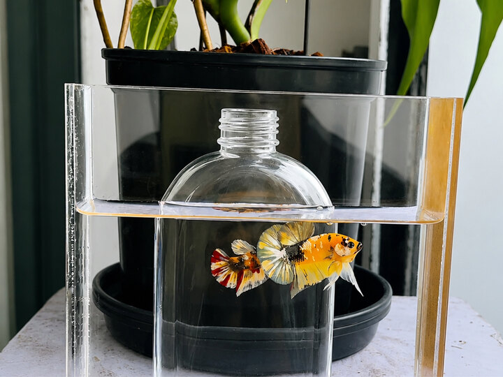 Koi Copper