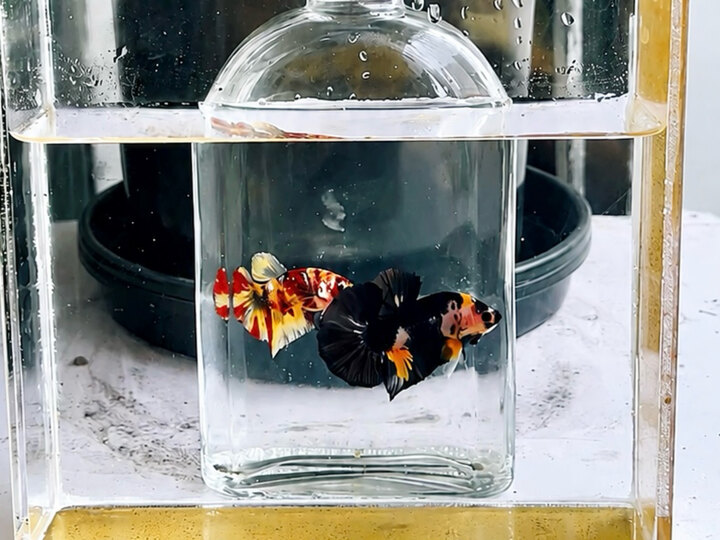 Koi black yellow