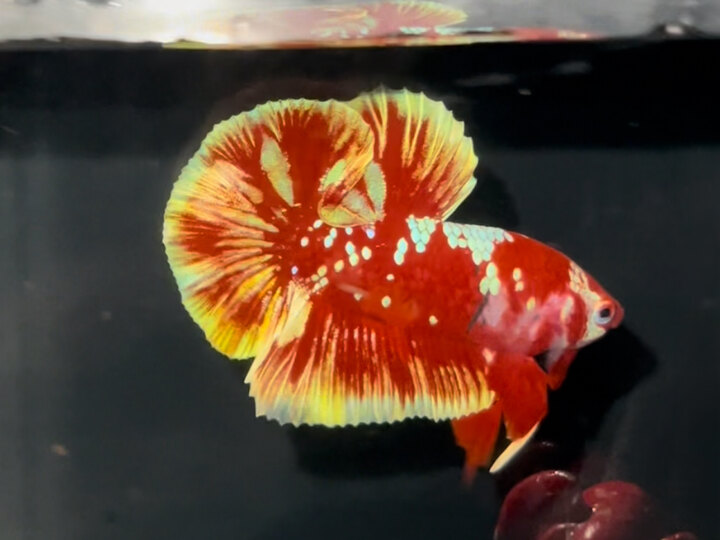 Red Gold