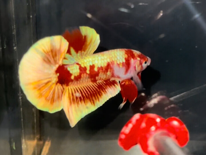 Red Gold
