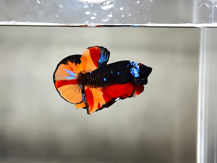 black nemo