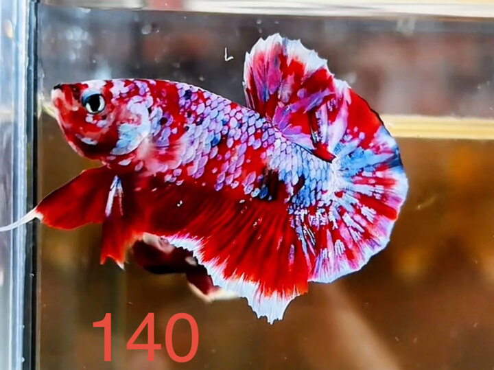 RED GALAXY ĐỐM NHUYỄN