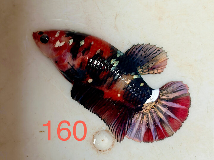 MÁI NEMO COPPER GIỐNG