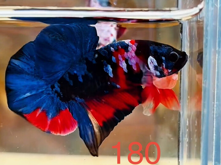 BLACK NEMO MULTI SIÊU BÉN