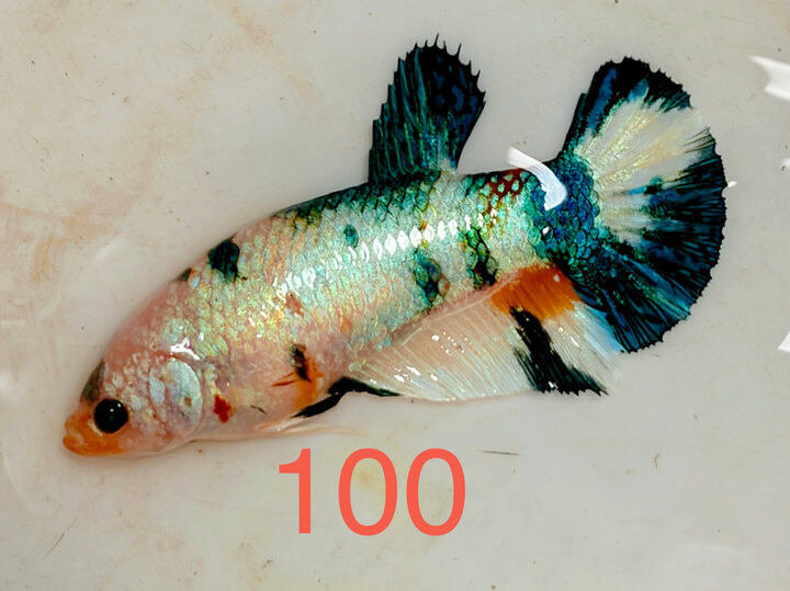 MÁI METALLIC VẢY TRẮNG SÁNG