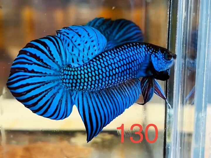 MAHACHAI GREEN BIG TAIL
