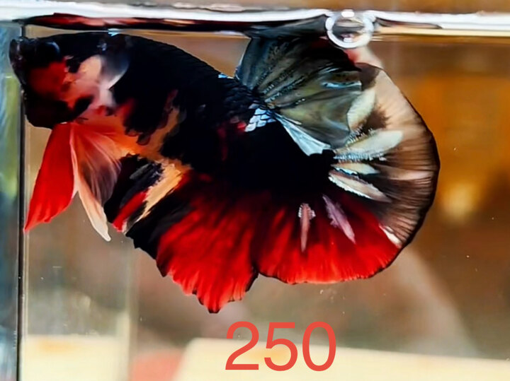 BLACK NEMO COPPER SUPER VIP