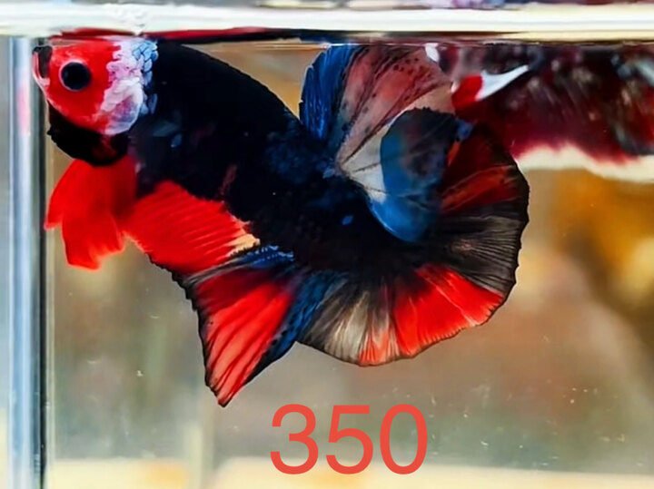 SUPER VIP BLACK NEMO MULTI GIÁP MẶT