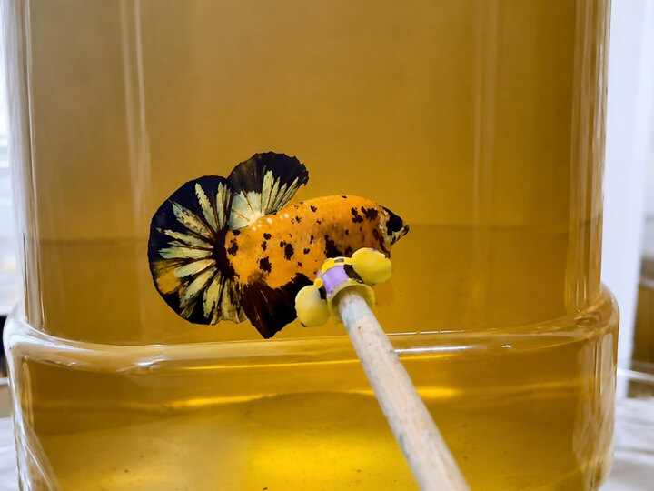 Koi copper