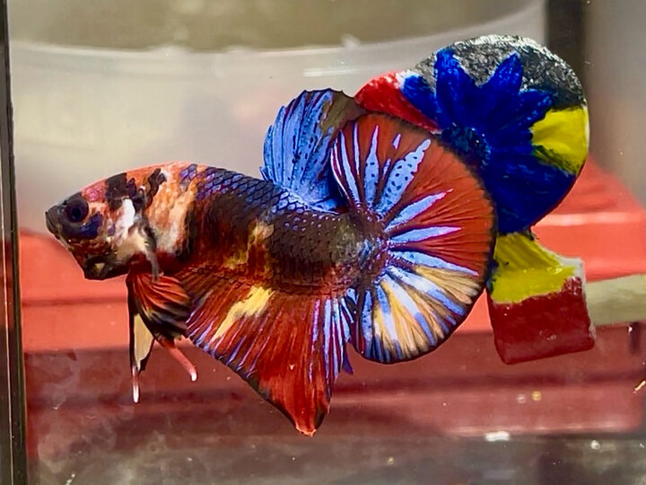 Nemo metalic