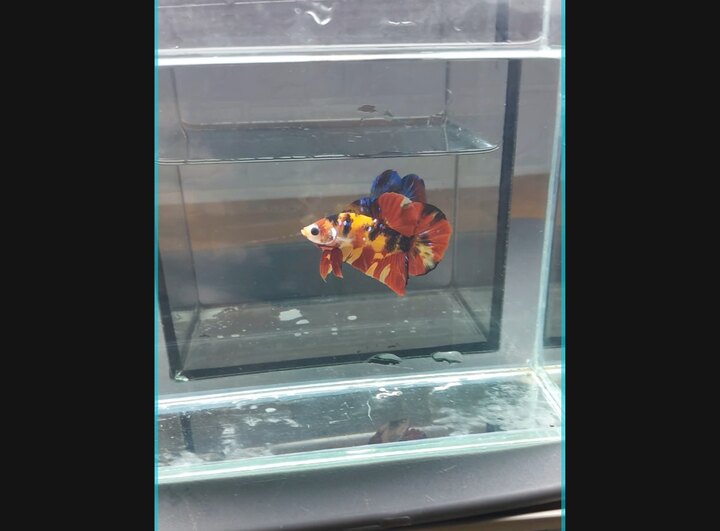Nemo Classic