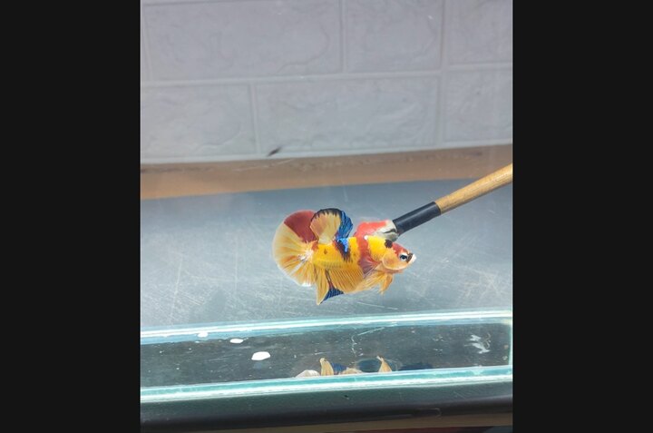 Nemo Yellow Base